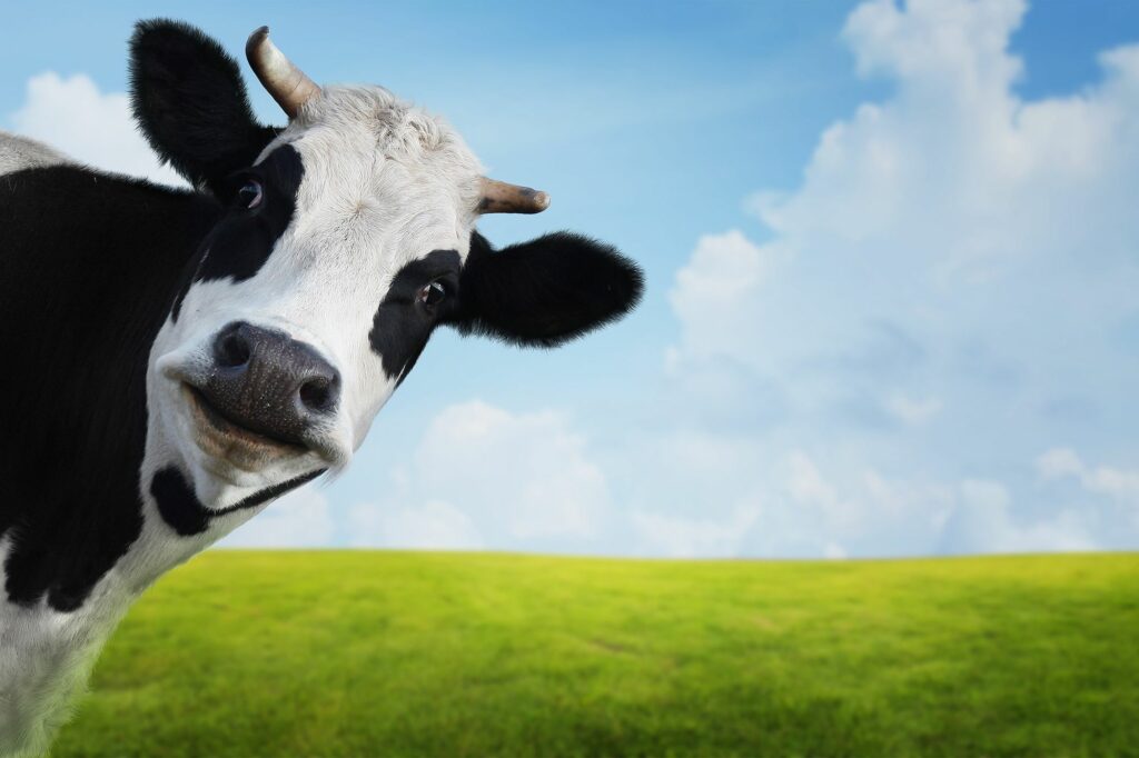 ¡La leche les sale cara! Multa a empresas lácteas por ordeñar a los ganaderos.